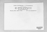 Asteromella pruni-mahaleb image